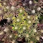 URBAN POISON, GreenWay Solutions.