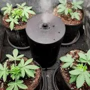Fruit Punch