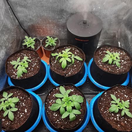 URBAN POISON, GreenWay Solutions INT.