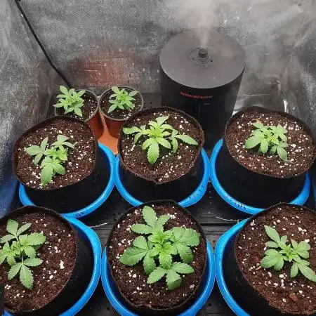 URBAN POISON, GreenWay Solutions INT.
