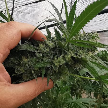 Santa Marta Haze  Int /ext.