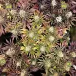 URBAN POISON, GreenWay Solutions.