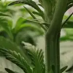 URBAN POISON, GreenWay Solutions INT.