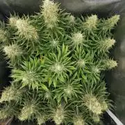 Sticky Broccoli ,Zamnesia.