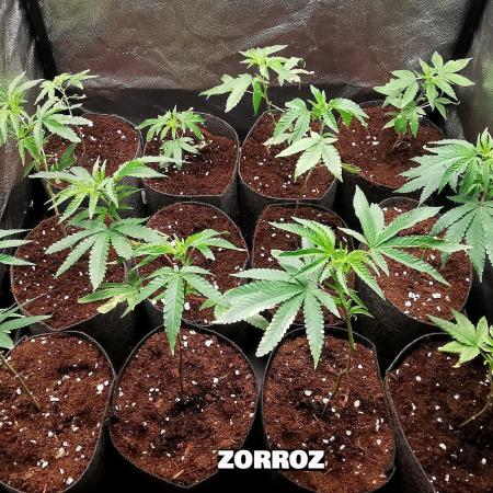 ZorroZ cuttings