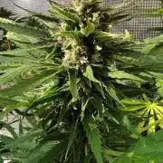 AUTO MilkyWay ROYALQUEENS