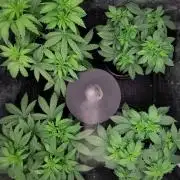 Fruit Punch