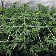 ZorroZ cuttings