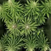 SuperSkunk