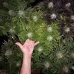 URBAN POISON, GreenWay Solutions.