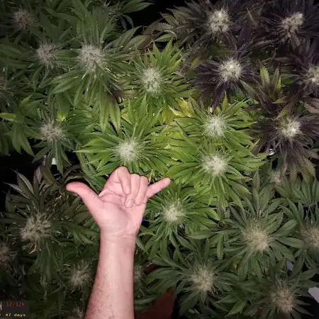 URBAN POISON, GreenWay Solutions.