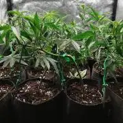 ZorroZ cuttings