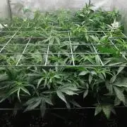 ZorroZ cuttings