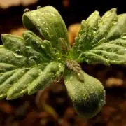 Sticky Broccoli ,Zamnesia.