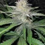 URBAN POISON, GreenWay Solutions INT.