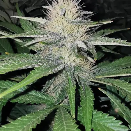URBAN POISON, GreenWay Solutions INT.