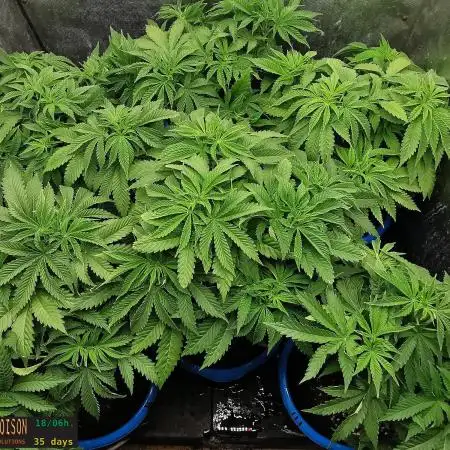 URBAN POISON, GreenWay Solutions INT.