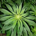 URBAN POISON, GreenWay Solutions INT.