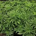 URBAN POISON, GreenWay Solutions INT.