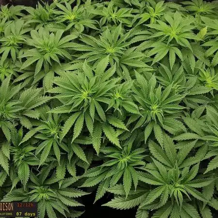 URBAN POISON, GreenWay Solutions INT.