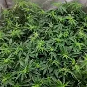 ZorroZ cuttings