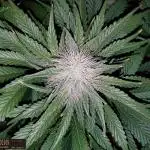 URBAN POISON, GreenWay Solutions INT.