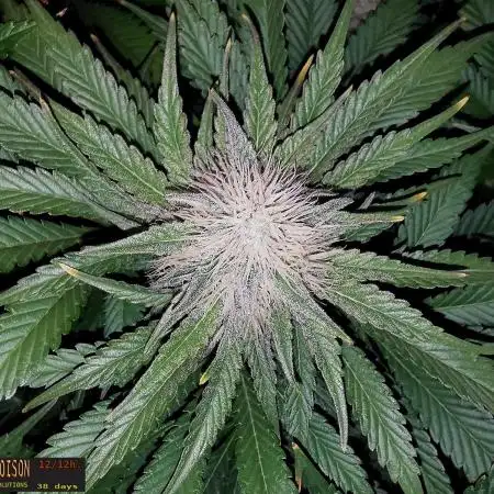 URBAN POISON, GreenWay Solutions INT.