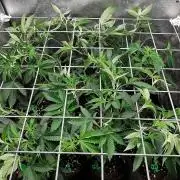ZorroZ cuttings