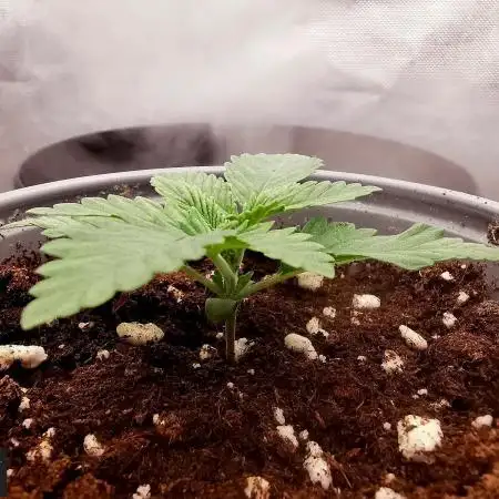 URBAN POISON, GreenWay Solutions INT.