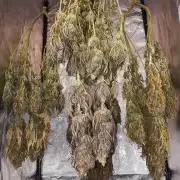 SuperSkunk