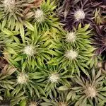 URBAN POISON, GreenWay Solutions.