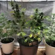 AUTO MilkyWay ROYALQUEENS