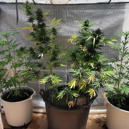 AUTO MilkyWay ROYALQUEENS