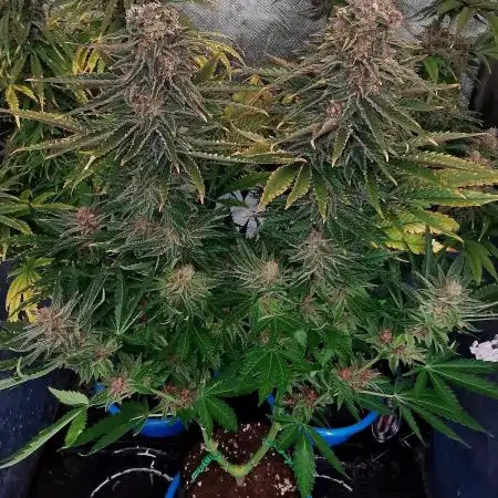 SuperSkunk