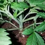 URBAN POISON, GreenWay Solutions INT.