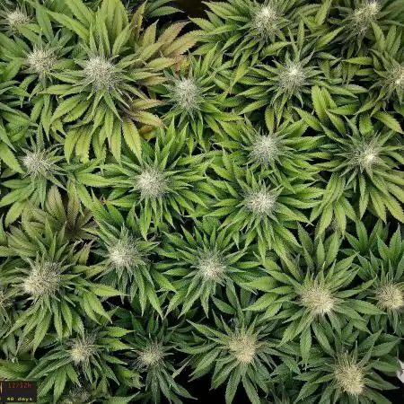 URBAN POISON, GreenWay Solutions INT.