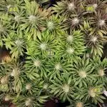 URBAN POISON, GreenWay Solutions INT.