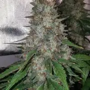 Fruit Punch