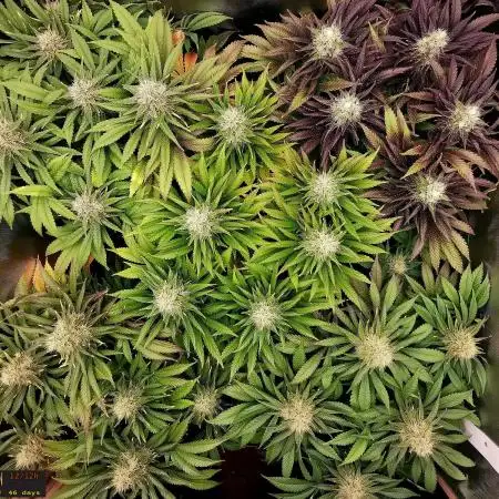 URBAN POISON, GreenWay Solutions.