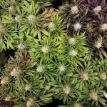 URBAN POISON, GreenWay Solutions.