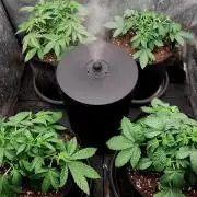 Fruit Punch