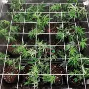 ZorroZ cuttings
