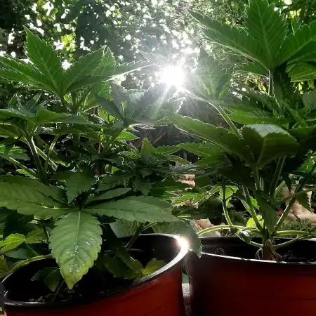 URBAN POISON, GreenWay Solutions INT.