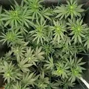 Fruit Punch