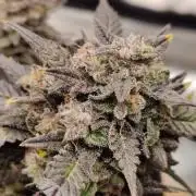 Strawberry gorilla glue autoflower wk16