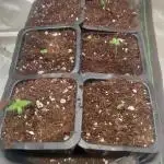 Nordland seed Danmark