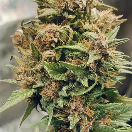 Auto skunk