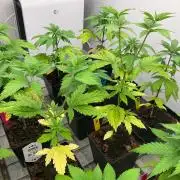 Kannabia GSC