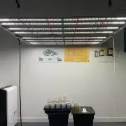 Strain Hunters GHS Co.