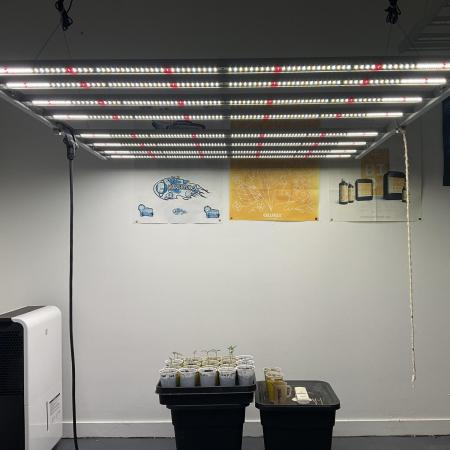 Strain Hunters GHS Co.